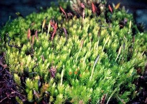 苔藓