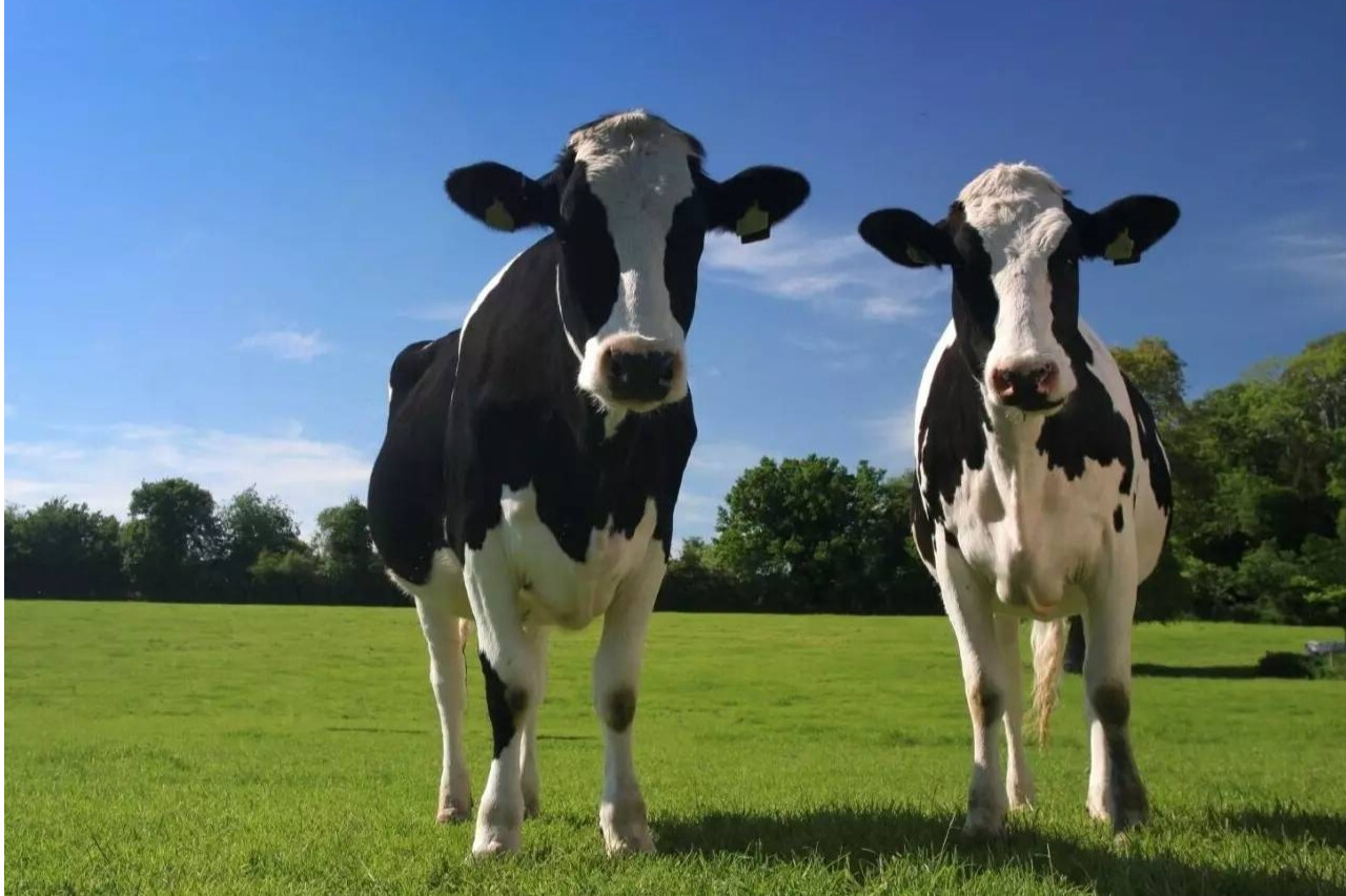 奶牛 乳用品种牛 搜狗百科