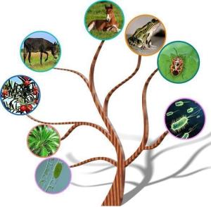 生物分类学 - 搜狗百科