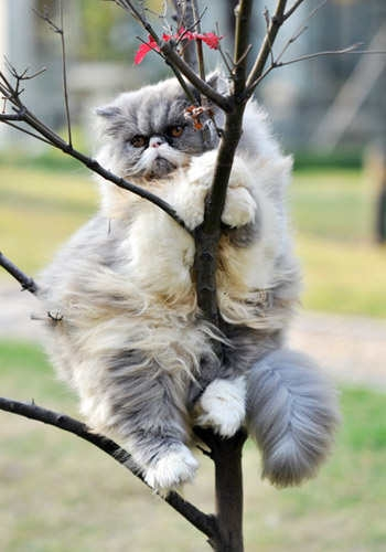 波斯猫