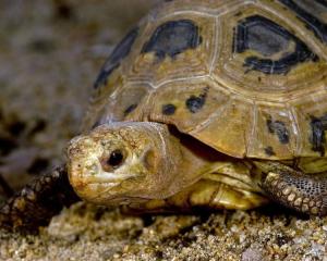 缅甸棱背龟 - 搜狗百科