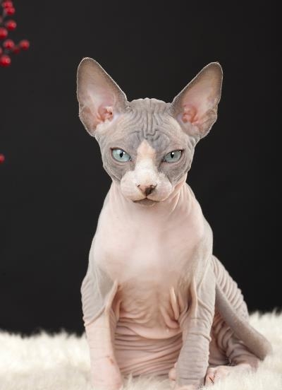 斯芬克斯无毛猫