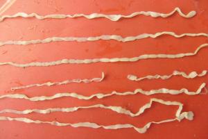 绦虫- 搜狗百科