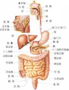 消化系统