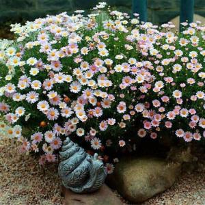 玛格丽特花
