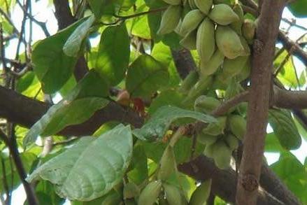 胖大海 梧桐科苹婆属植物 搜狗百科