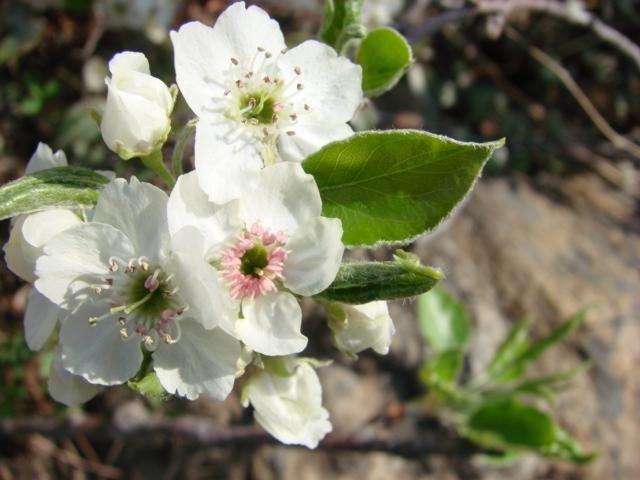 杜梨 蔷薇科梨属植物 搜狗百科