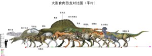 大型食肉恐龙对比图（平均）