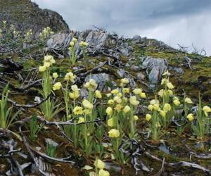 滇西绿绒蒿图册