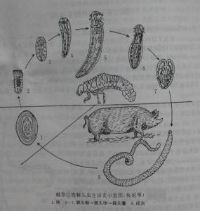 猪巨吻棘头虫卵手绘图图片