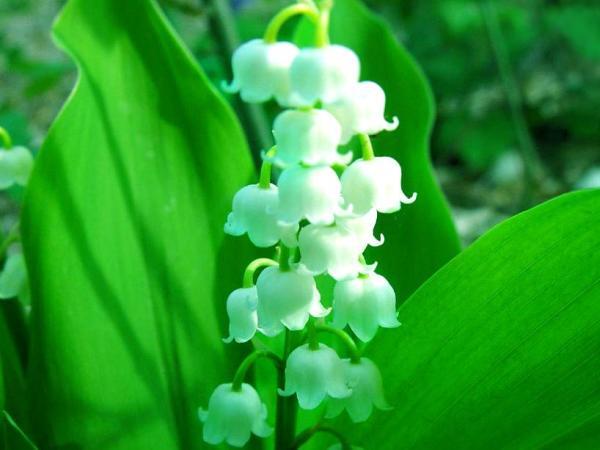 风铃花 锦葵科悬铃花属植物 搜狗百科