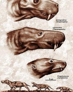 丽齿兽化石图片