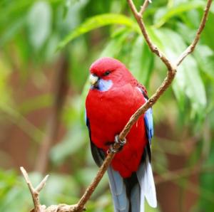 红腹锥尾鹦鹉指名亚种图册