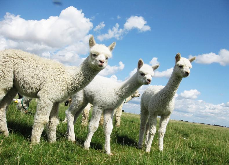 驼羊 骆驼科小羊驼属动物 搜狗百科