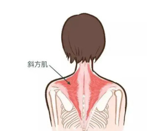 斜方肌