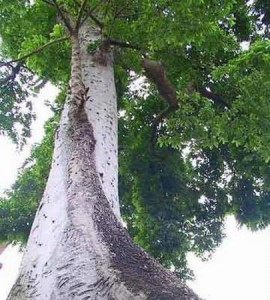 铁桦树