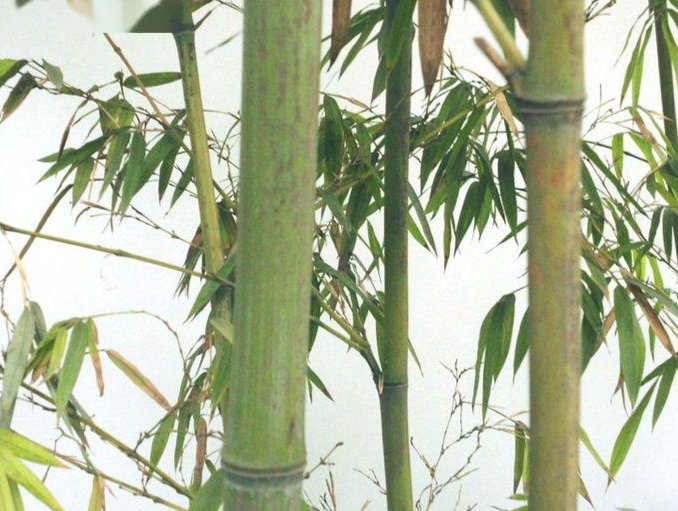 竹