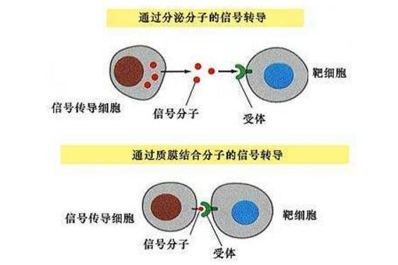信号分子 搜狗百科 信号分子 搜狗百科