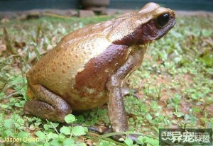 金背蟾蜍
