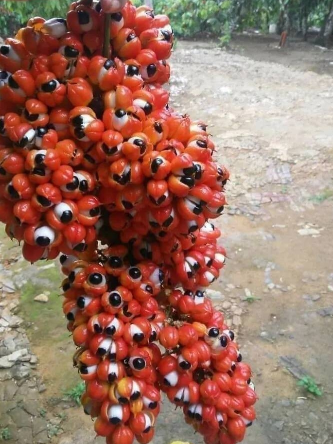 瓜拉那