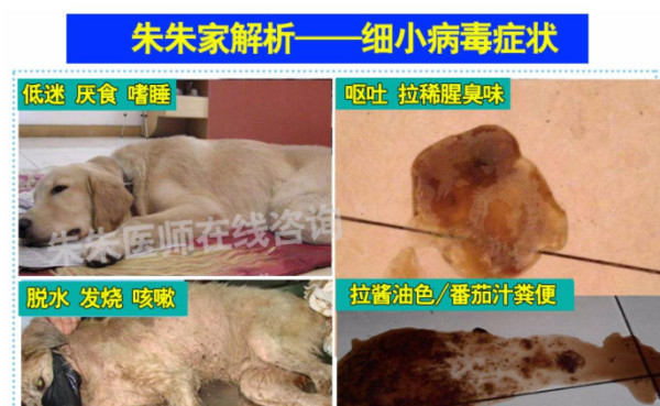 犬细小病毒 犬类病毒 搜狗百科