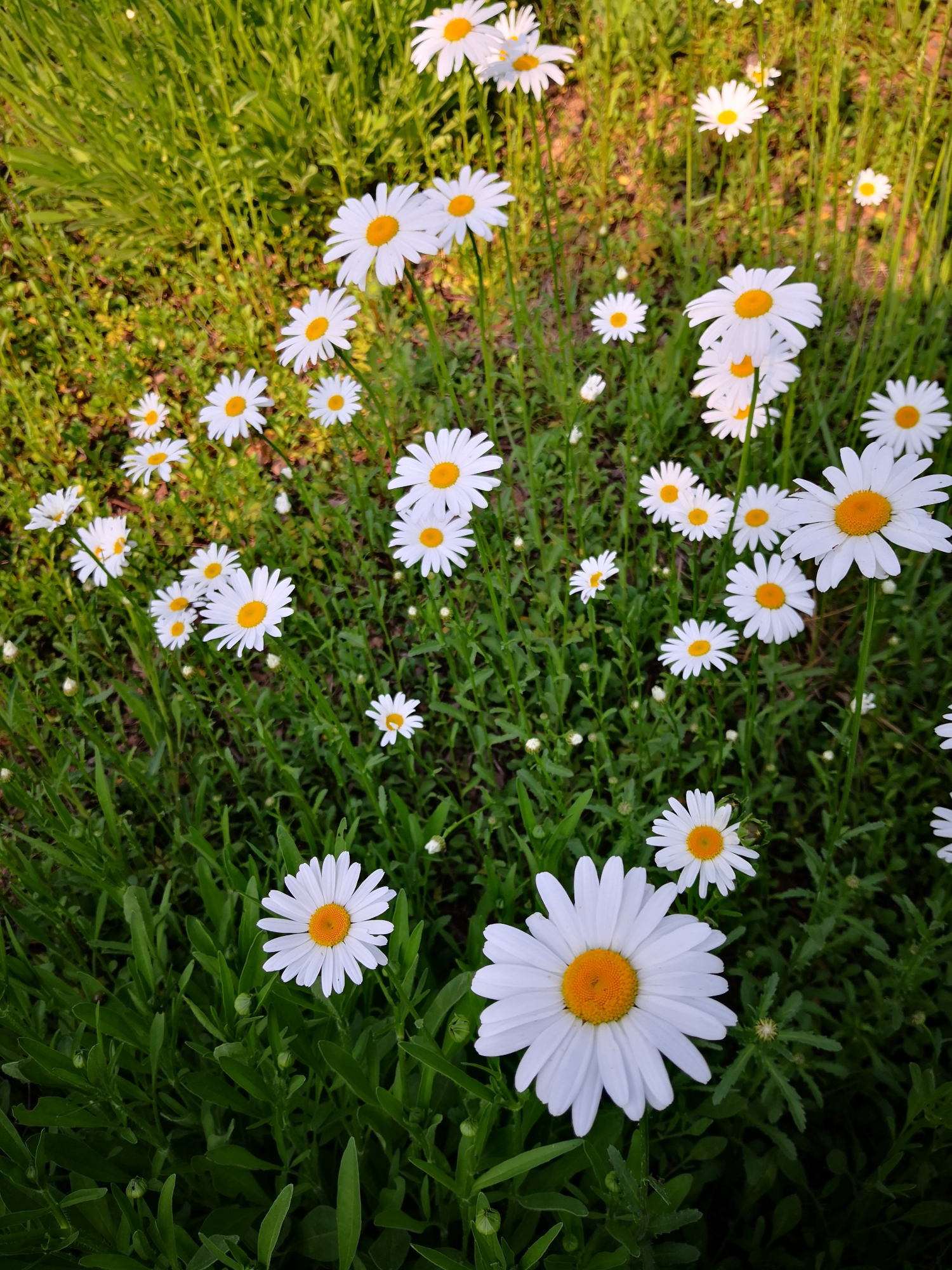 白晶菊(3)白晶菊低矮而强健,多花,花期早,花期长,成片栽培耀眼夺目,也