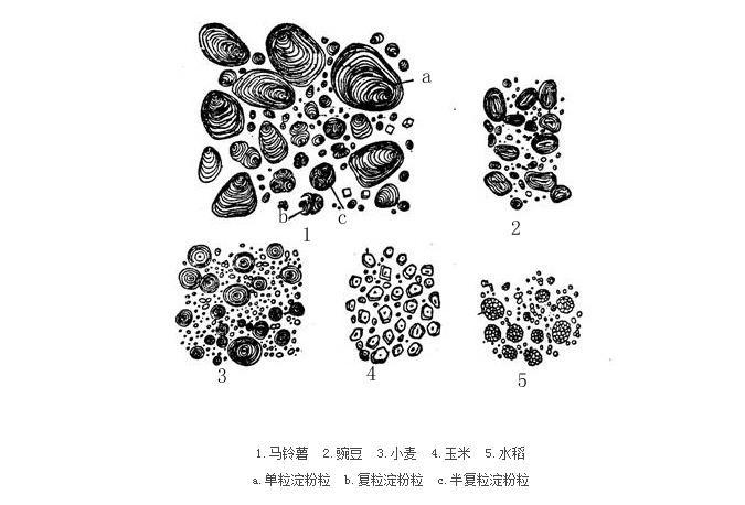 淀粉粒的三种类型图片