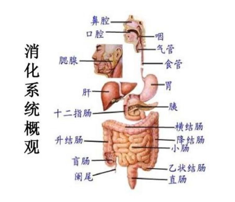 消化系统