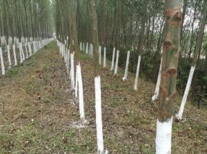 竹柳树冬季涂白