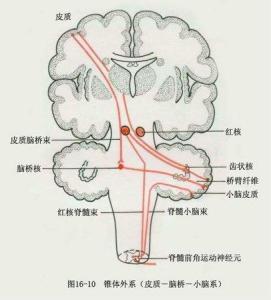 锥体外系交叉图片