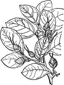 植物界纲双子叶植物纲目蔷薇目科金缕梅科族蚊母树族拉丁学名sycopsis