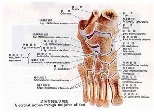 运动系统