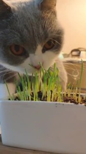 猫草