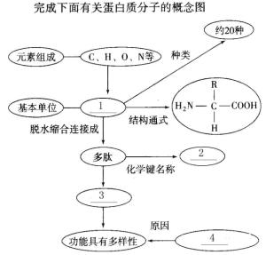 肽键结构式图片图片