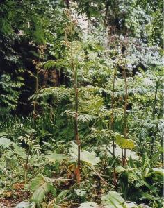 蓼科植物掌叶大黄