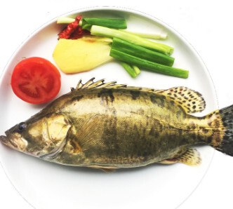 桂花鱼 鮨科鳜属动物 搜狗百科