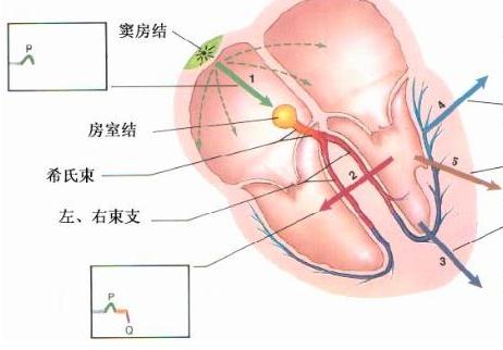 窦性心律