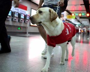 导盲犬