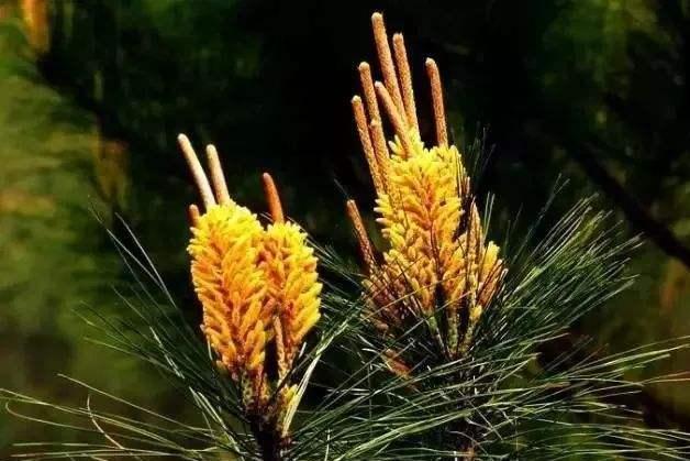 松花(松科松属植物)_搜狗百科