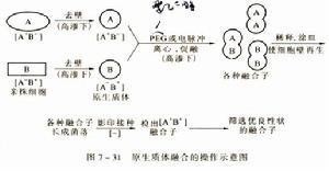 真核微生物的基因重组