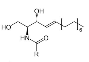 神经酰胺