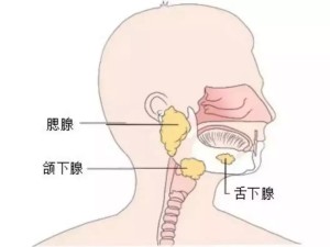 腮腺，颌下腺，舌下腺