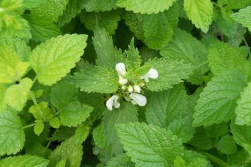 香蜂草 唇形科蜜蜂花属植物 搜狗百科