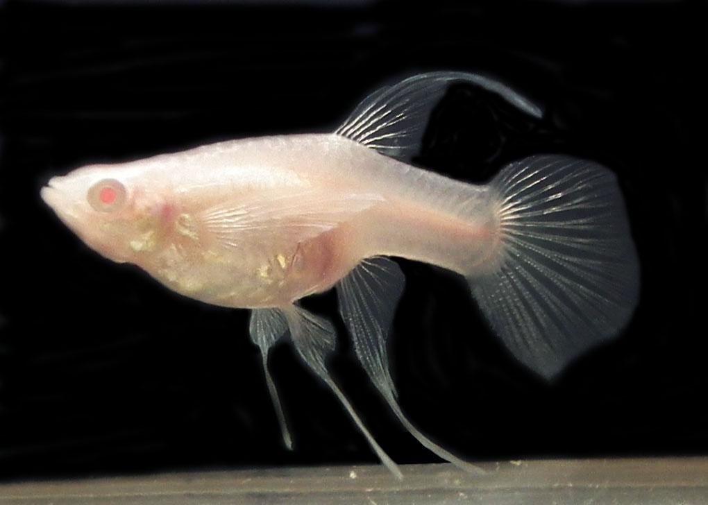 鱼多久能下小鱼崽 0