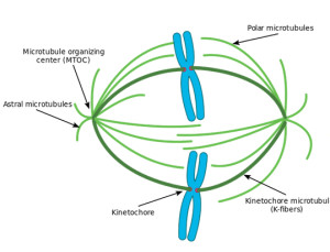 ๆ็็พ็ง Biology Diagrams