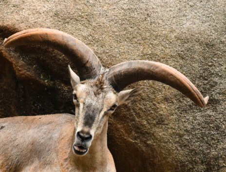 岩羊 牛科岩羊属动物 搜狗百科