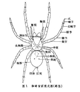 蜘蛛腿的七个关节图图片