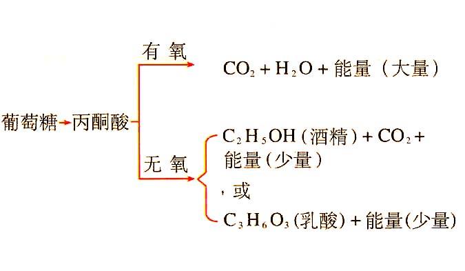 有氧呼吸