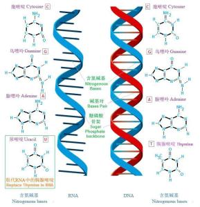 图5 dna和rna基本结构的比较