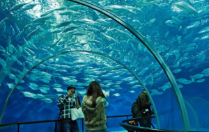 上海海洋水族馆